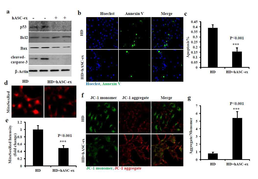 The hASC extract prevent mHtt-induced cell death and mitochondrial dysfunction in HD in vitro model cell. HD cells were treated with 20ug/ml hASC extract for three days
