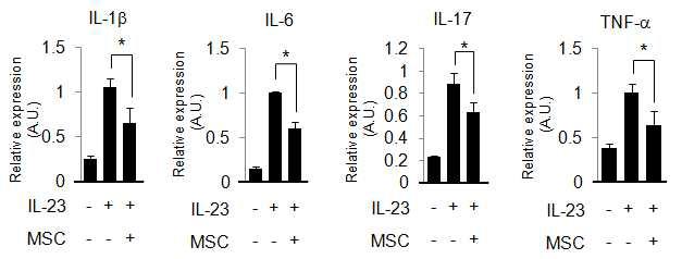 MSC에 의한 건선유사 피부염증 억제효과를 사이토카인 발현으로 검증