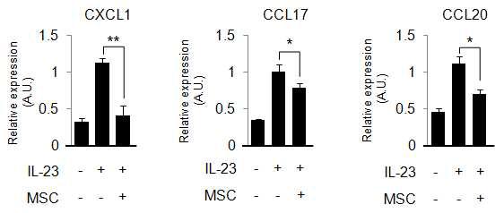 MSC에 의한 건선유사 피부염증 억제효과를 키모카인 발현으로 검증