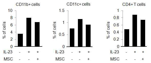 MSC에 의한 건선유사 피부염증 억제효과를 피부조직 내로 침윤된 immune cell로 검증