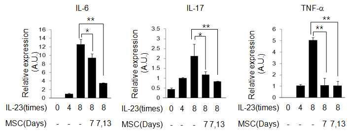 MSC에 의한 건선유사 피부염증 치료효과를 사이토카인 발현으로 검증
