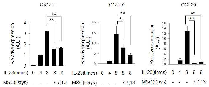 MSC에 의한 건선유사 피부염증 치료효과를 키모카인 발현으로 검증