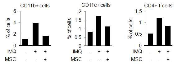 MSC에 의한 건선유사 피부염증 억제효과를 피부조직 내로 침윤된 immune cell로 검증