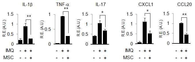 MSC에 의한 건선유사 피부염증 치료효과를 사이토카인 및 키모카인 발현으로 검증