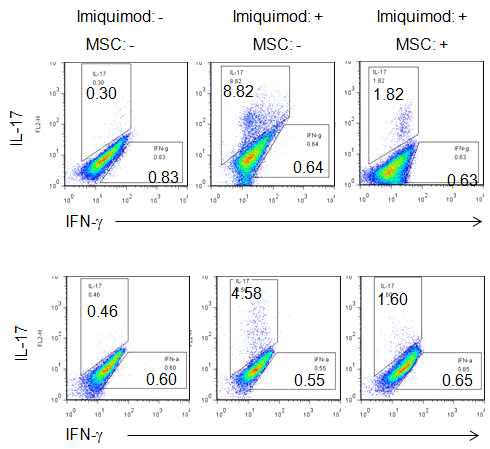 MSC는 lymph node와 spleen에서 imiquimod에 의해서 유도된 Th17세포의 분화를 억제함