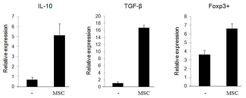 MSC에 의한 Treg세포 분화 유도