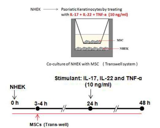MSC와 NHEK의 co-culture 실험