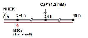 MSC에 의한 Ca-induced NHEK의 분화 억제 실험