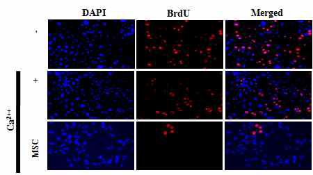 MSC는 칼슘에 의한 NHEK의 증식을 억제