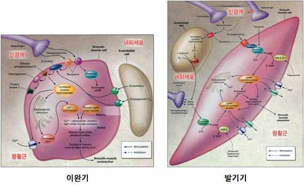 신경계, 내피세포 및 평활근의 상호작요에 의한 발기 분자 기전