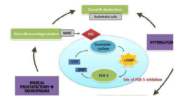 난치성 발기부전의 분자적 병인 기전