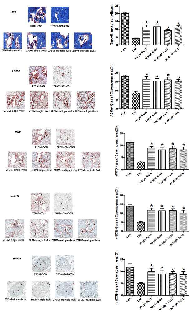 Masson Trichrome 염색법을 이용하여 단회투여와 다회투여의 Collagen 대비 Muscle의 비율, 비교 및 대표적 이미지(1). 면역조직화학법을 이용하여 단회투여와 다회투여의 ASMA의 함량 및 대표적 이미지(2). 면역조직화학법을 이용하여 단회투여와 다회투여의 VWF의 함량 및 대표적 이미지(3). 면역조직화학법을 이용하여 단회투여와 다회투여의 eNOS의 함량 및 대표적 이미지(4). 면역조직화학법을 이용하여 단회투여와 다회투여의 nNOS의 함량 및 대표적 이미지(5)