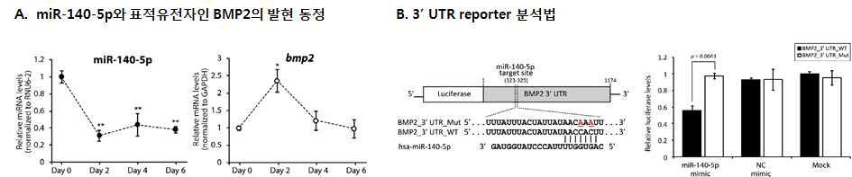 miR-140-5p에 의한 BMP2 표적유전자의 발현 조절 분석법 구축