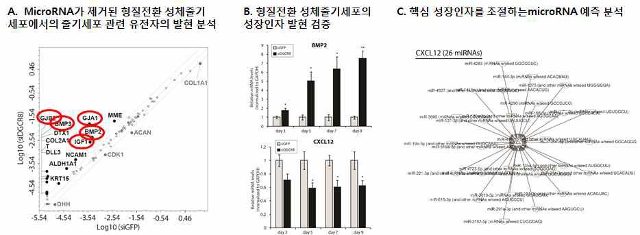 MicroRNA에 의한 성장인자 발현 조절 기전 규명