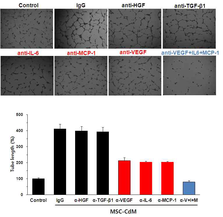 중화항체 전처리 MSC-conditioned medium의 HUVECs in vitro tube formation 유도효과