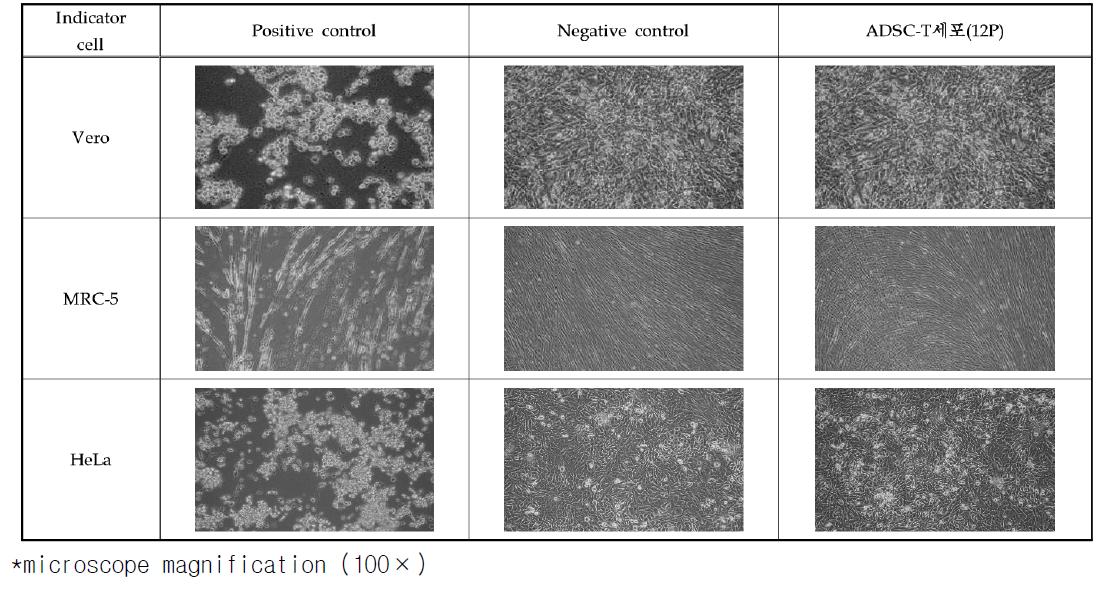 Photographs of Vero, MRC-5, and HeLa cells (cytopathic effect after 14 days cultivation).