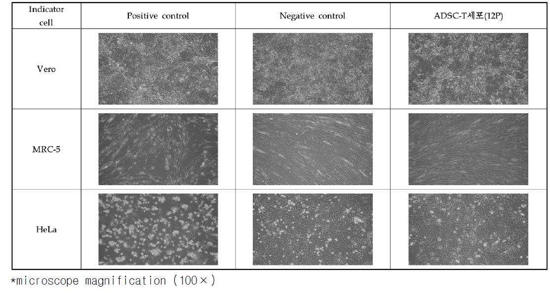 Photographs of Vero, MRC-5, and HeLa cells (cytopathic effect after 21 days cultivation).