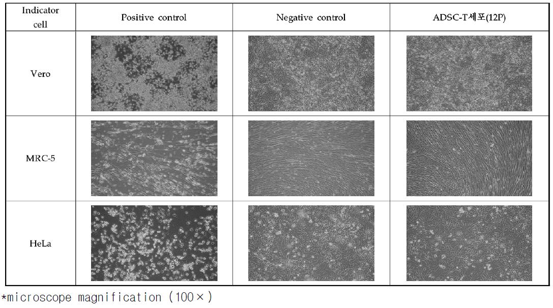 Photographs of Vero, MRC-5, and HeLa cells (cytopathic effect after 28 days cultivation).