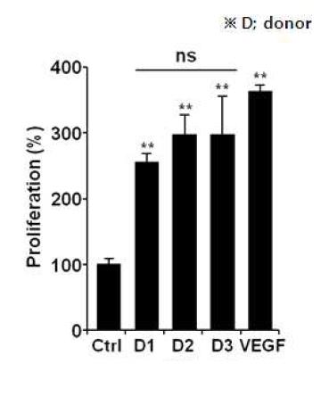 MSC-conditioned medium에 의한 HUVECs proliferation 유도효과