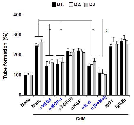 중화항체 전처리 MSC-conditioned medium의 HUVECs in vitro tube formation 유도효과