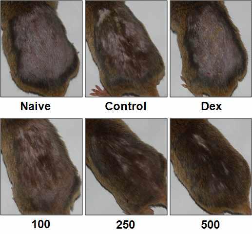 Effect of GST on clinical features of in DNCB induced NC/Nga mice