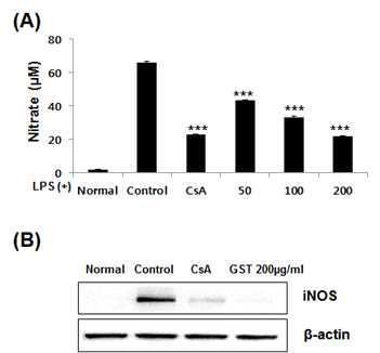 Effect of GST on NO production and iNOS expression in activated Raw 264.7 cells