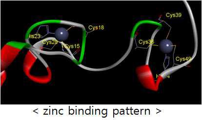 1A1T의 zinc 결합 패턴