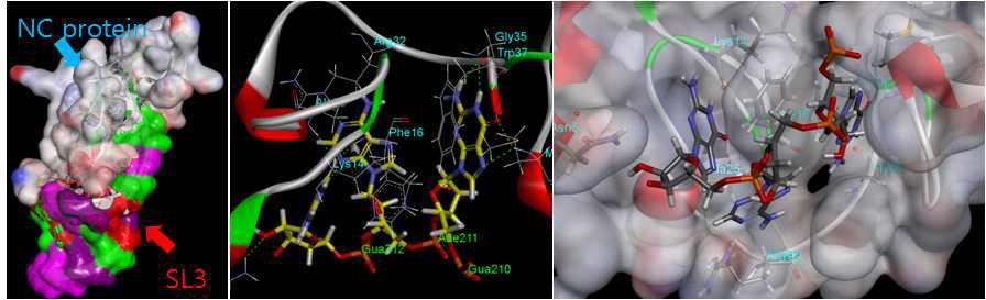 NCp7과 SL3의 결합모드
