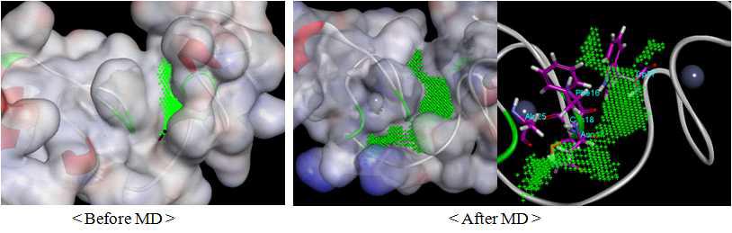 Molecular dynamics를 통해 본 pocket 크기의 증가