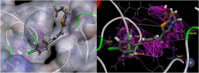 Molecular dynamics 이후 AVI-004의 결합모드