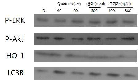 한약제제 처리한 신경줄기세포의 Western blot analysis