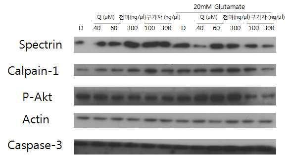 glutamate에 대한 한약제제의 신경줄기세포 보호 효과 관련 Western blot analysis