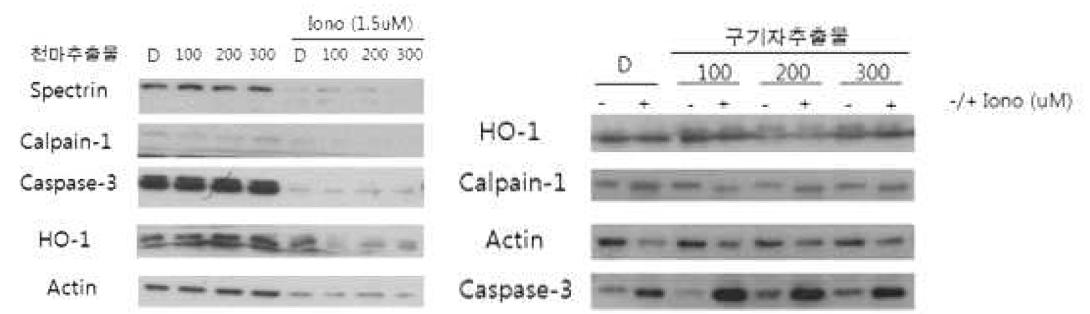 calcium에 대한 한약제제의 신경줄기세포 보호 효과 관련 Western blot analysis