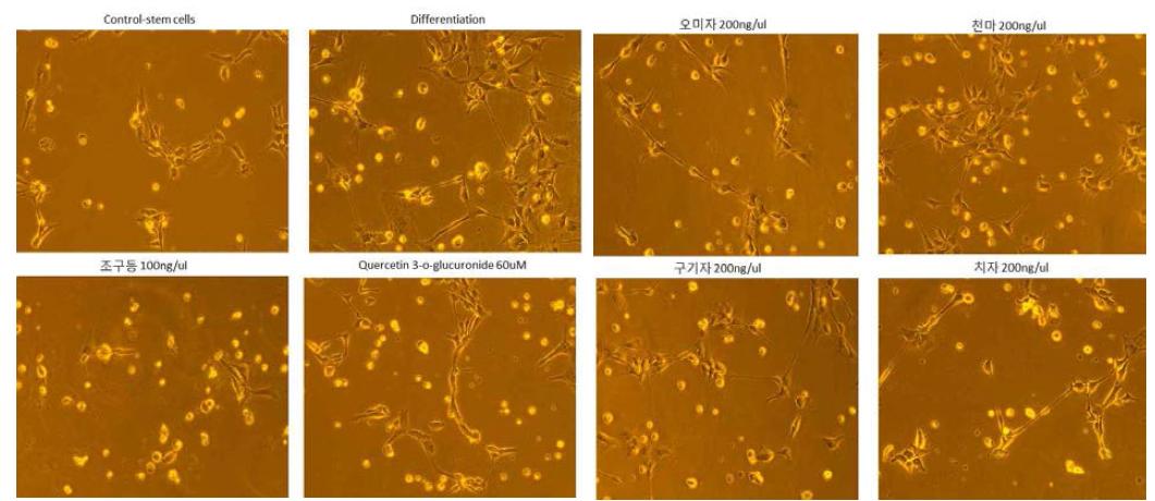 신경줄기세포의 신경 분화에 대한 한약제제의 효과 관련 screening