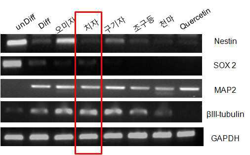 신경줄기세포의 신경 분화 마커에 대한 한약제제의 효과 관련 PCR