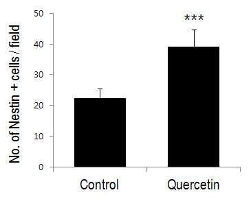 nestin 양성 세포 수 측정