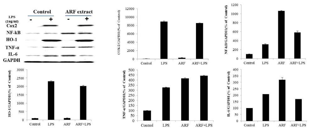 The expression of pro-inflammation cytokines in RAW264.7 cell induced by LPS solution