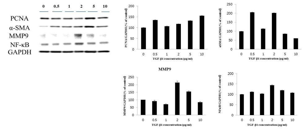 The determination of TGF-β1 concentration by dose-dependent and time- dependent in Human Renal Mesangial Cell line on 48hr