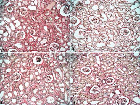 The ameliorate effect of Oriental medicine in Body weight and kidney weight in UUO-induced chronic renal failure
