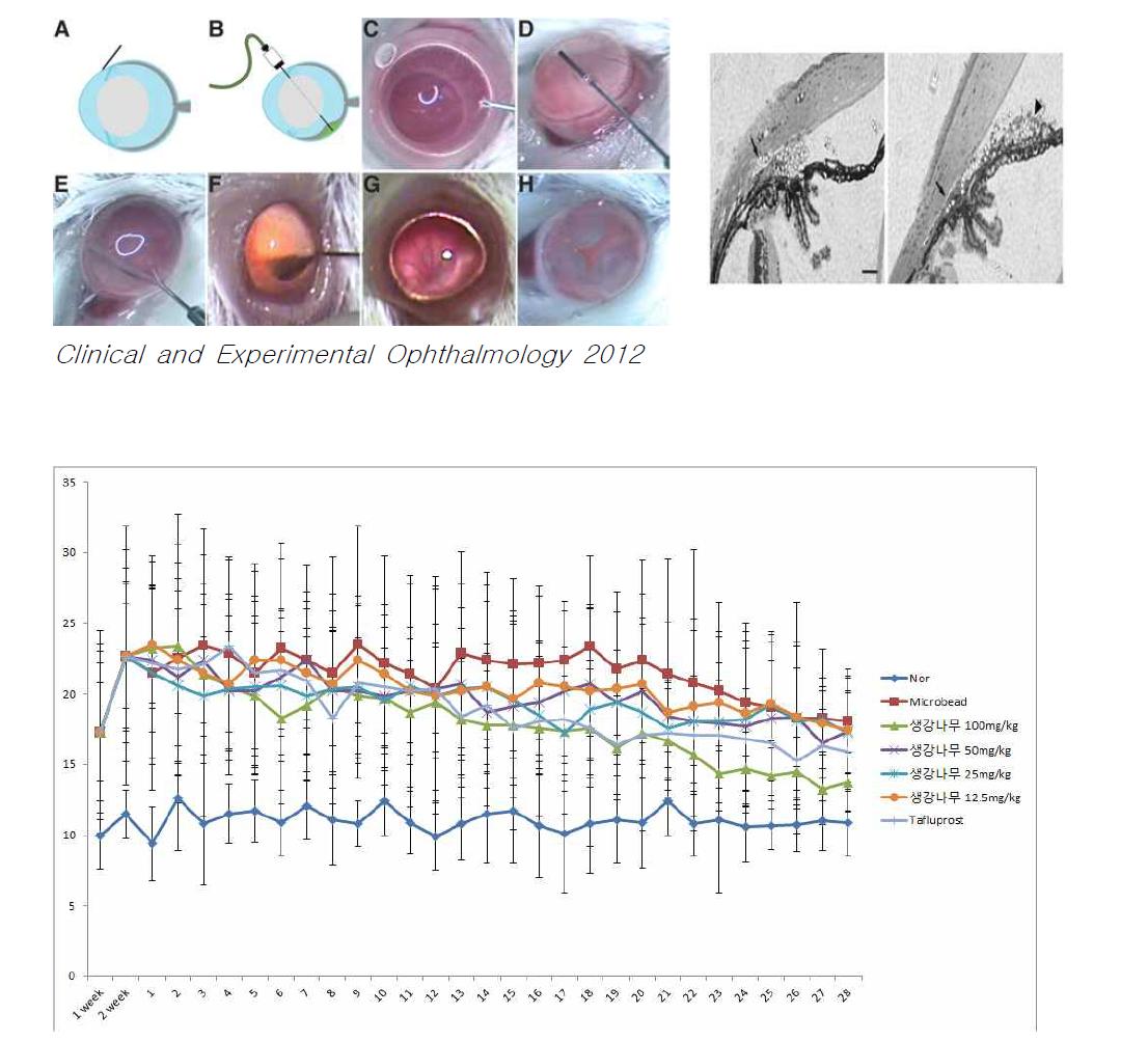 생강나무 추출물 투여에 따른 Microbead model 안압의 변화