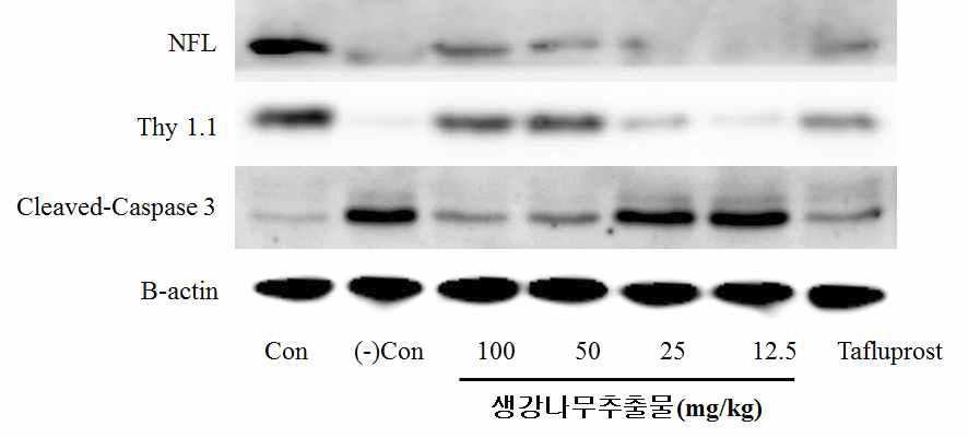 DBA/2J 모델의 인자분석 결과