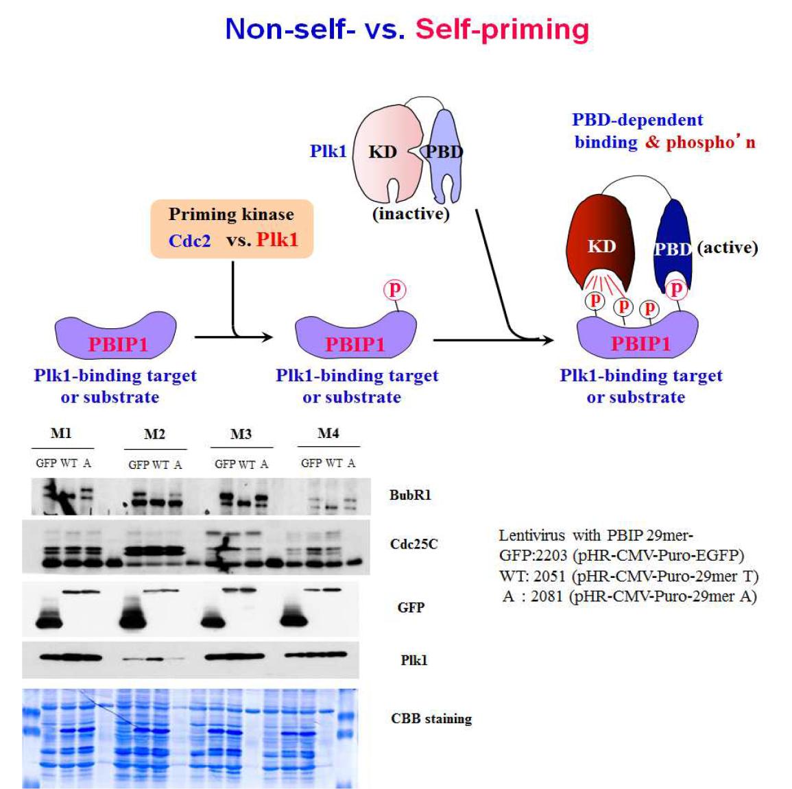 Phosphorylation of binding protein by inhibition of Plk1 targeting PBD in MCF10A cells