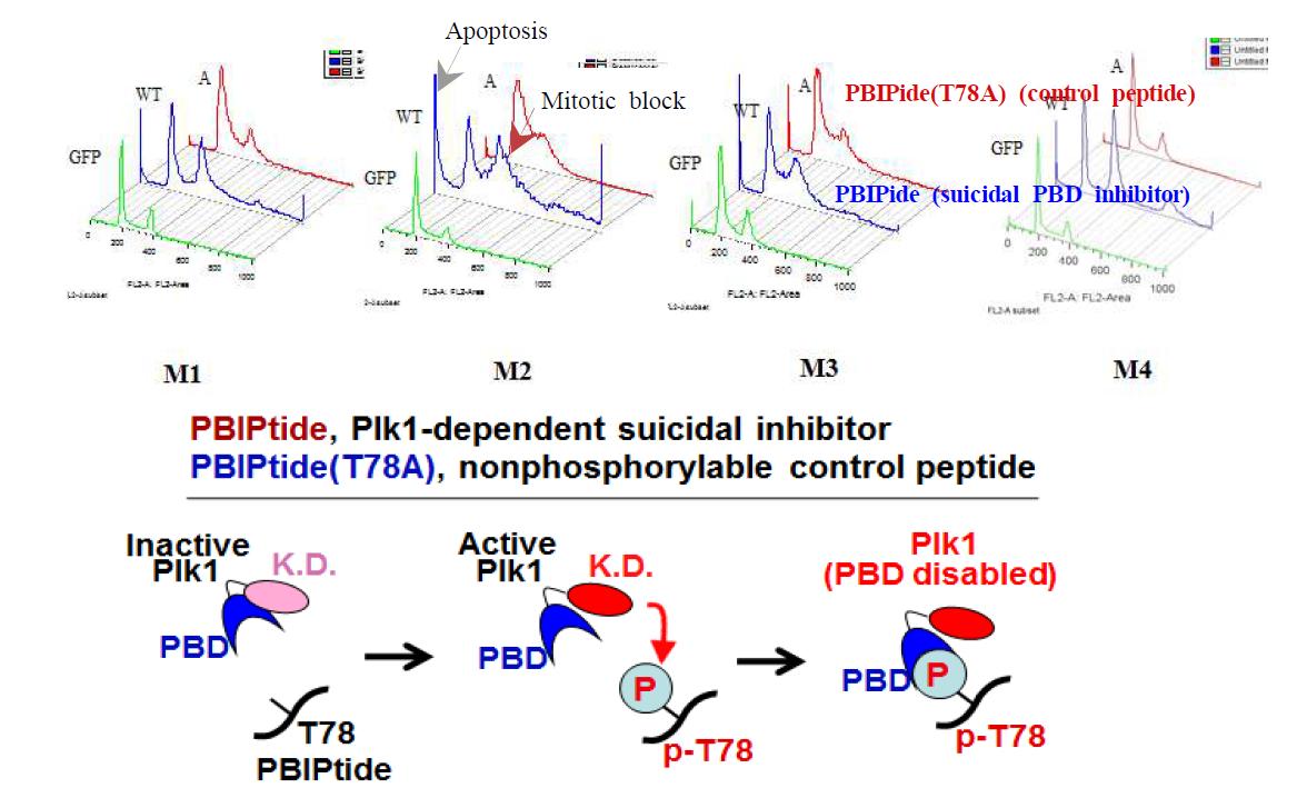 Apoptosis assay for selective killing of cancer cells by the inhibition of PBD