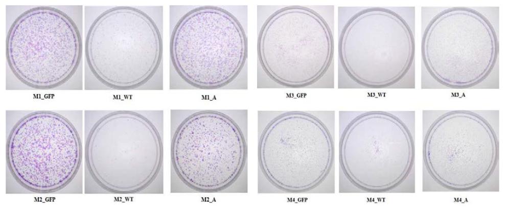 Colonogenic assay using staining of crystal violet