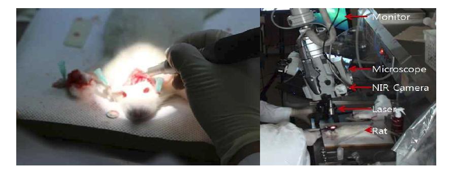 (좌) Rat의 머리부를 외과적 처치에 의해 skull을 절개하는 모습, (우) 형광측정용 수술현미경과 본 과제의 관측시스템