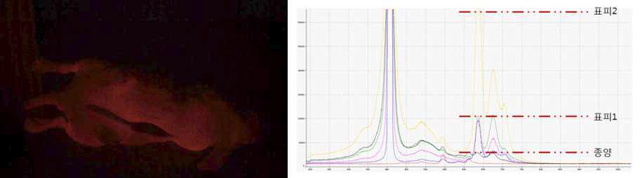 Nude Mouse에서의 획득한 (좌) 종양 과 전체 영상 (우) Spectrum Analyzer로 관측한 파형
