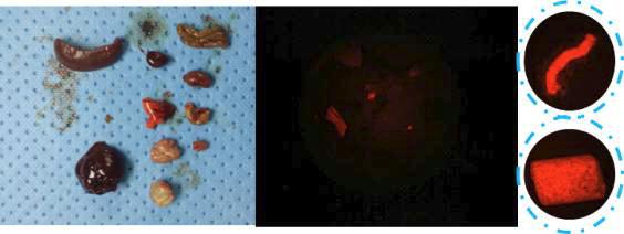 Nude Mouse에서의 획득한 내부 장기의 형광영상 및 자가 형광 영상