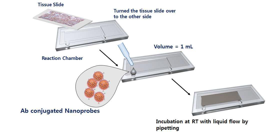 생검 조직시료를 뒤집어서 반응을 진행시킴으로써 중력에 의한 비특이적 결합이 최소화된 체외 진단 방법에 대한 모식도