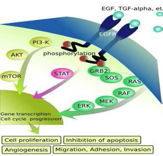 EGFR 경로