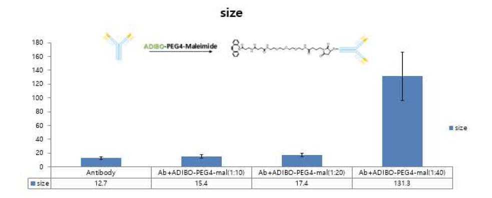 Click chemical 기반 개질된 항체의 DLS(Dynamic Light Scattering) 분석결과